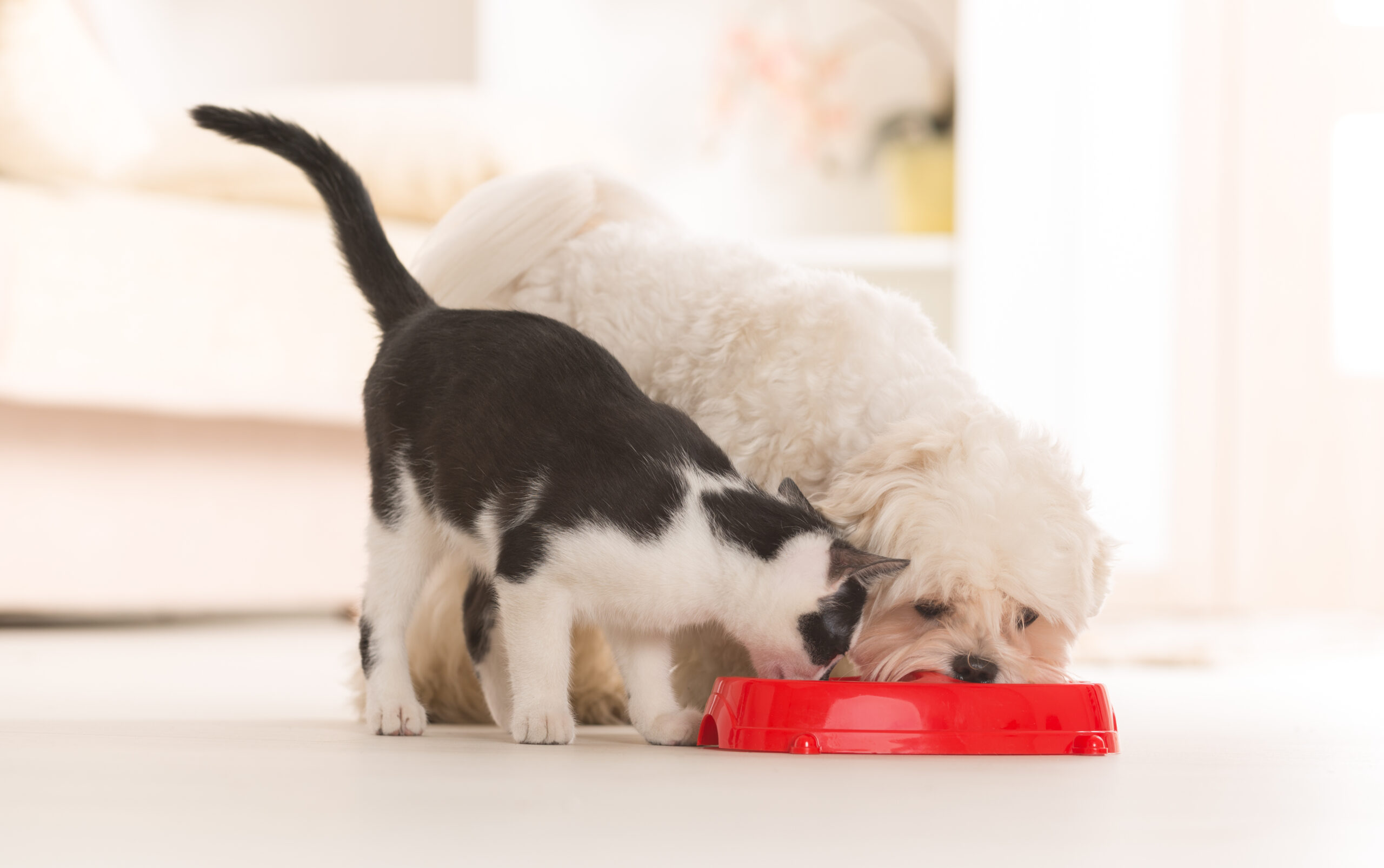 Variety of pet food ingredients and nutrition