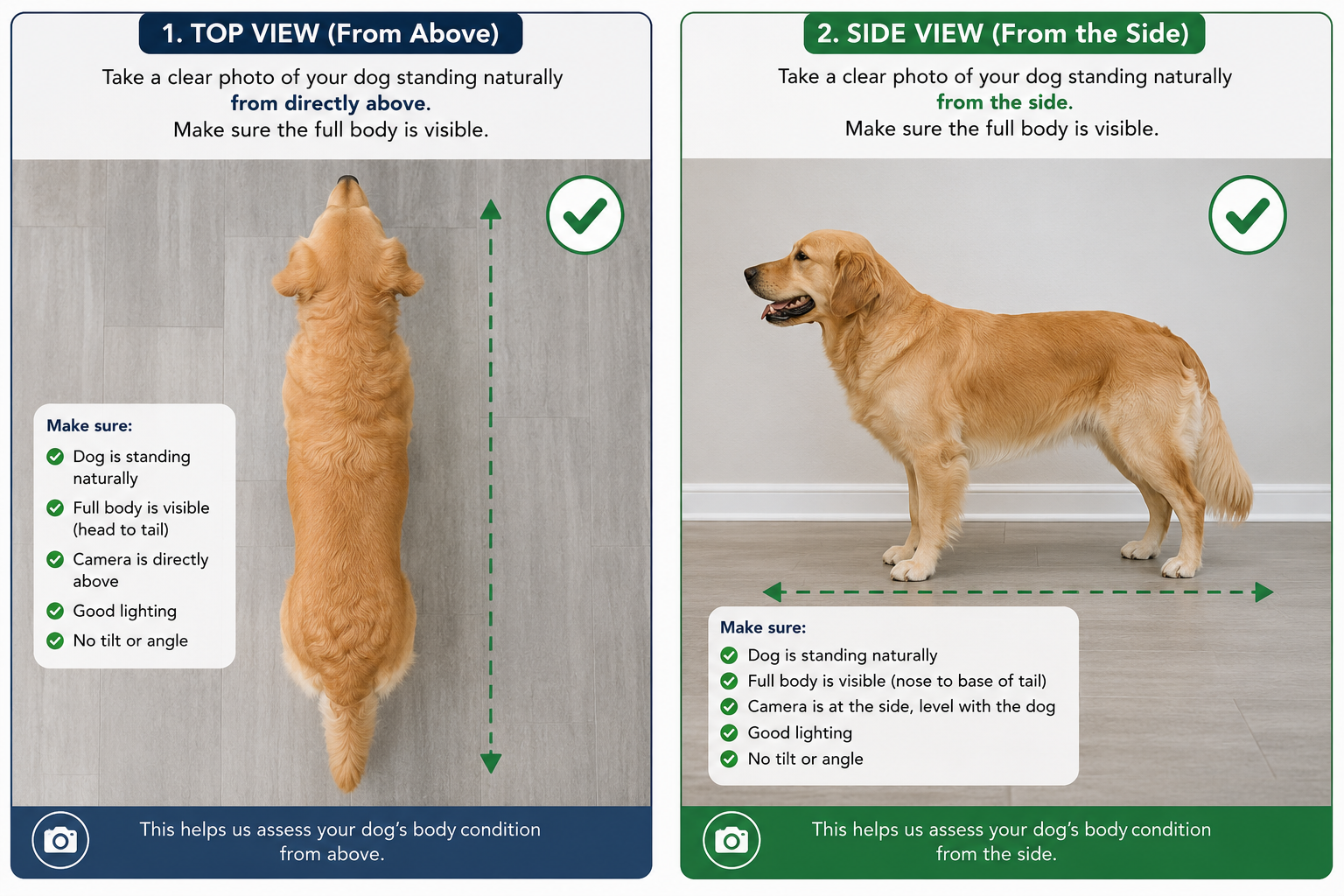 Example showing how to photograph your pet from above and from the side